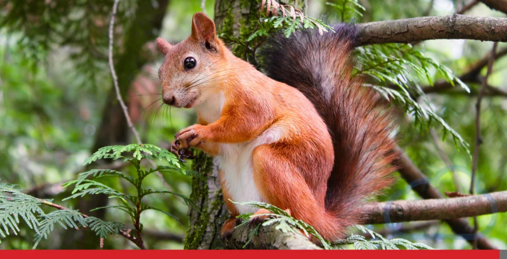 A squirrel eats a nut while sitting in a tree