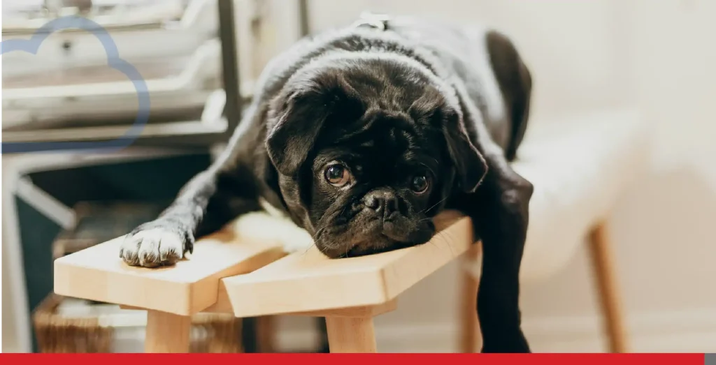 A tired looking puppy lying down on a bench.